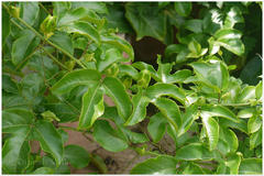 Passiflora edulis
